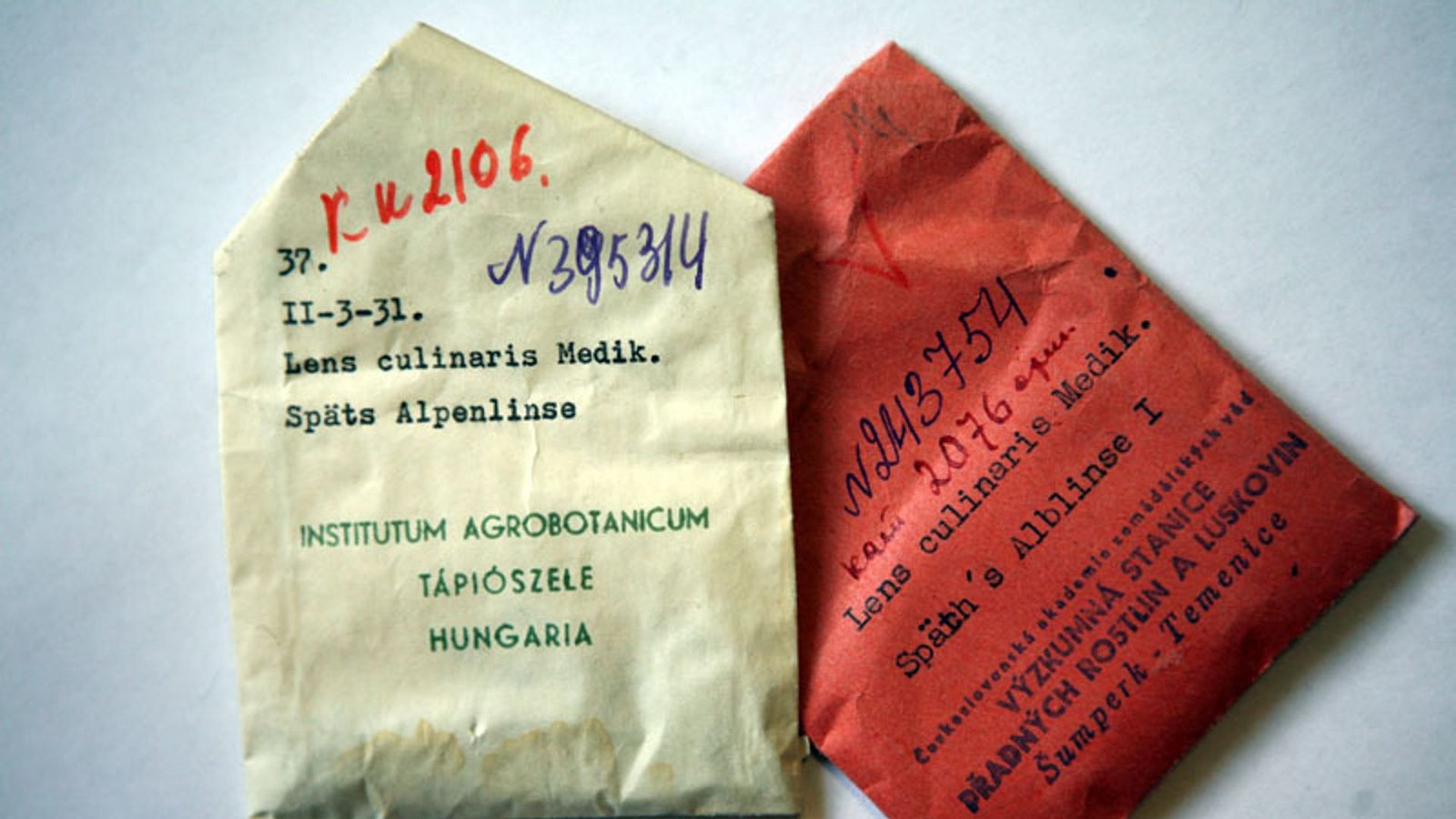 Rückkehr einer Totgeglaubten: In diesen beiden unscheinbaren Tütchen befindet sich Saatgut der Alblinse. 2006 brachte der Saatgut-Sammler Klaus Lange 350 Samen von „Späth’s Alblinse I“ aus dem Wawilow-Institut in St. Petersburg nach Baden-Württemberg. Es war der Beginn der Renaissance des Linsen-Anbaus auf der Schwäbischen Alb.Foto: StZN