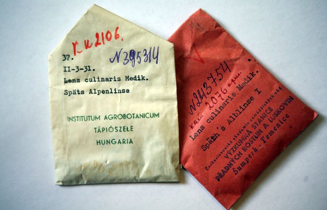 Rückkehr einer Totgeglaubten: In diesen beiden unscheinbaren Tütchen befindet sich Saatgut der Alblinse. 2006 brachte der Saatgut-Sammler Klaus Lange 350 Samen von „Späth’s Alblinse I“ aus dem Wawilow-Institut in St. Petersburg nach Baden-Württemberg. Es war der Beginn der Renaissance des Linsen-Anbaus auf der Schwäbischen Alb.<span class='image-autor'>Foto: StZN</span>