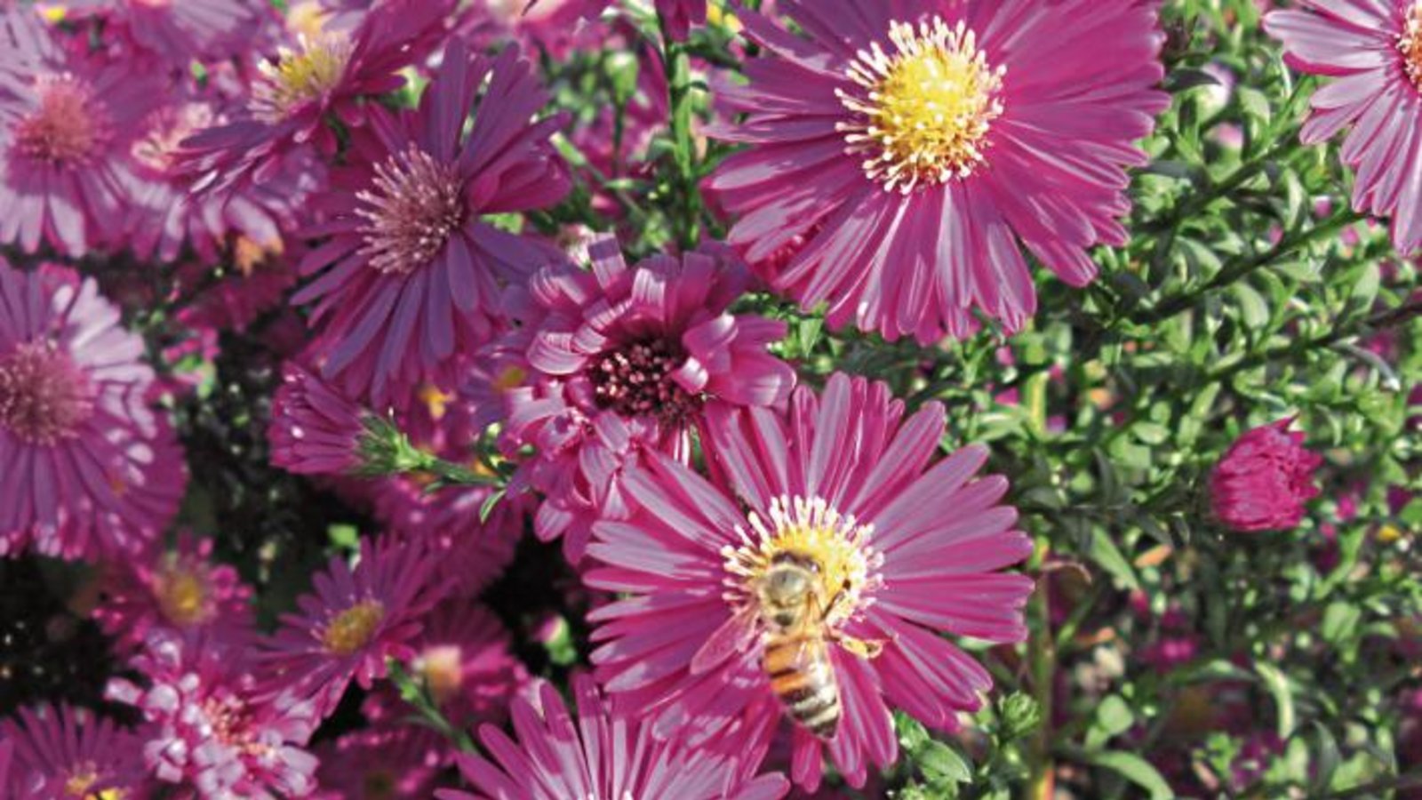 Noch schnell die letzten Pollen einsammeln, dachte sich wohl diese Biene, die unser Leser Gerhard Zink aus Nussdorf in seinem Garten fotografiert hat. Noch schnell die letzten Pollen einsammeln, dachte sich wohl diese Biene, die unser Leser Gerhard Zink aus Nussdorf in seinem Garten fotografiert hat.