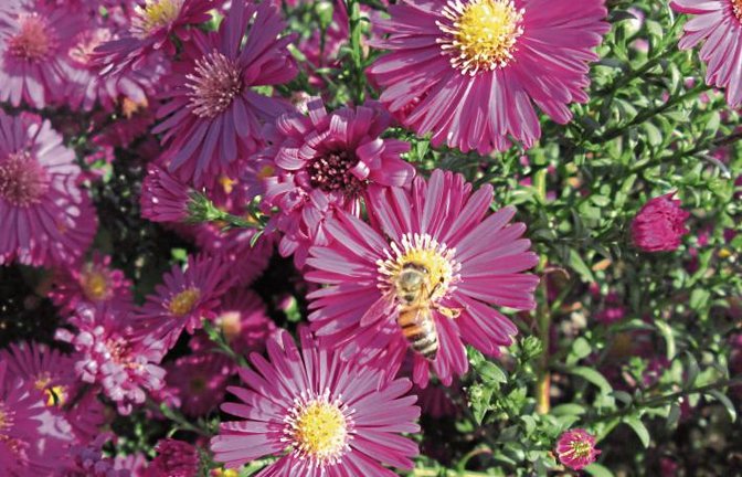Noch schnell die letzten Pollen einsammeln, dachte sich wohl diese Biene, die unser Leser Gerhard Zink aus Nussdorf in seinem Garten fotografiert hat.