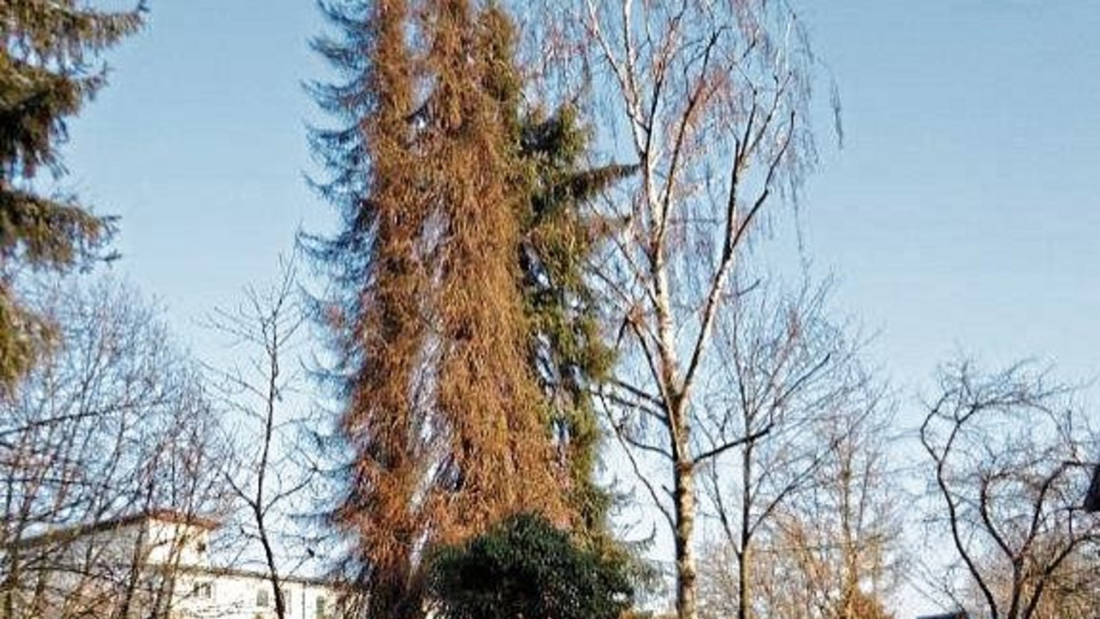 In den Köpfwiesen in Vaihingen müssen auf zwei städtischen Grundstücken vier Fichten aus Sicherheitsgründen gefällt werden. Die vier Bäume sind vom Borkenkäfer befallen und inzwischen abgestorben, hießt es in einer Pressemitteilung der Stadt. Die Fällunge In den Köpfwiesen in Vaihingen müssen auf zwei städtischen Grundstücken vier Fichten aus Sicherheitsgründen gefällt werden. Die vier Bäume sind vom Borkenkäfer befallen und inzwischen abgestorben, hießt es in einer Pressemitteilung der Stadt. Die Fällunge