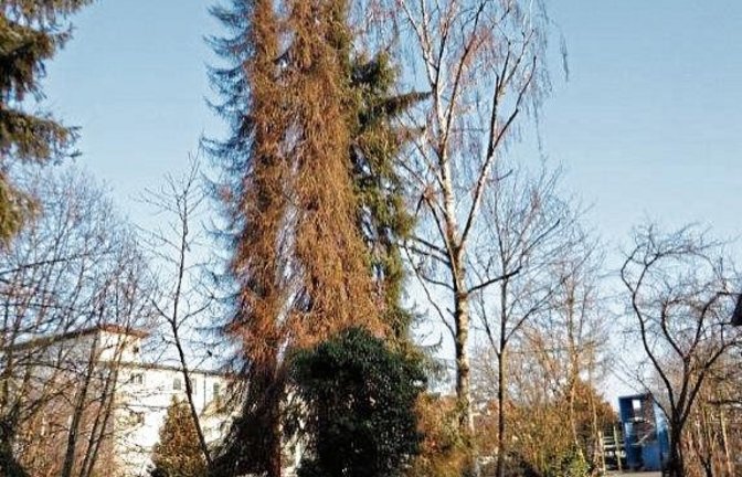 In den Köpfwiesen in Vaihingen müssen auf zwei städtischen Grundstücken vier Fichten aus Sicherheitsgründen gefällt werden. Die vier Bäume sind vom Borkenkäfer befallen und inzwischen abgestorben, hießt es in einer Pressemitteilung der Stadt. Die Fällunge