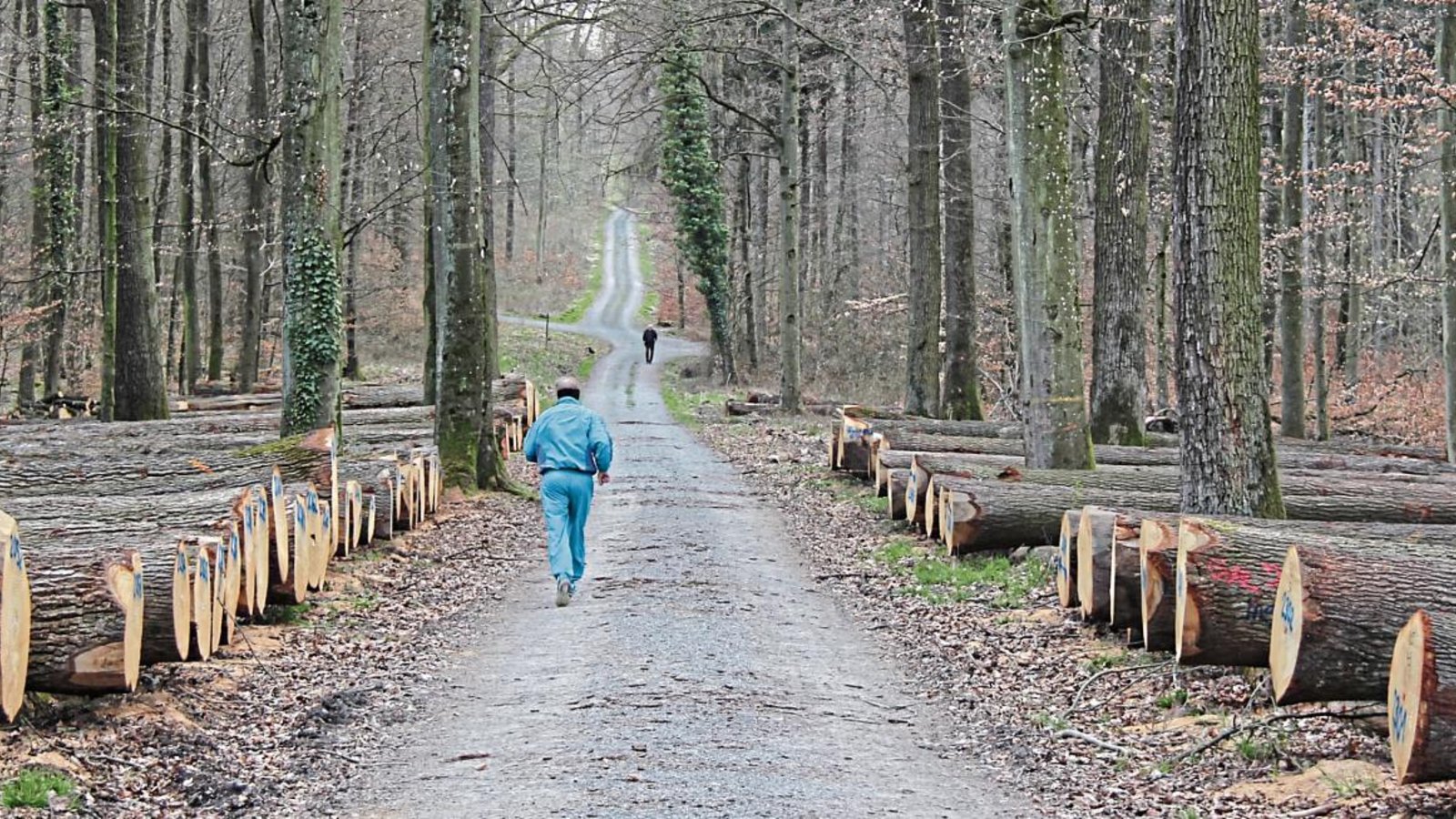 Auch der Naherholungsfaktor des regionalen Waldes und seine Wirkung als Ort der Entspannung (hier: Pulverdinger Forst) waren jüngst Thema im Eberdinger Rathaus. Foto: Romanowski