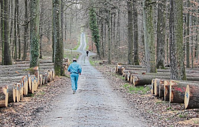 Auch der Naherholungsfaktor des regionalen Waldes und seine Wirkung als Ort der Entspannung (hier: Pulverdinger Forst) waren jüngst Thema im Eberdinger Rathaus. Foto: Romanowski