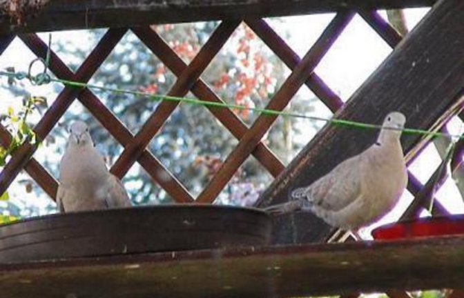 Albrecht Hüebers tierische Besucher.  Foto: p