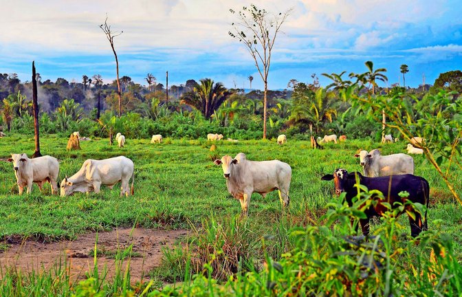 Rinder grasen auf einer Weide,   dort wo einst Regenwald war. Es sind solche Bilder, die europäische Umweltschützer gegen den Mercosur aufbringen.<span class='image-autor'>Foto: imago/imagebroker/imago stock&people</span>