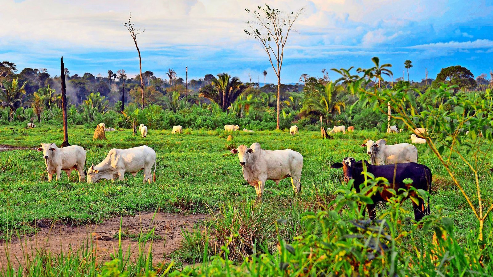 Rinder grasen auf einer Weide, dort wo einst Regenwald war. Es sind solche Bilder, die europäische Umweltschützer gegen den Mercosur aufbringen.Foto: imago/imagebroker/imago stock&people Rinder grasen auf einer Weide, dort wo einst Regenwald war. Es sind solche Bilder, die europäische Umweltschützer gegen den Mercosur aufbringen.Foto: imago/imagebroker/imago stock&people