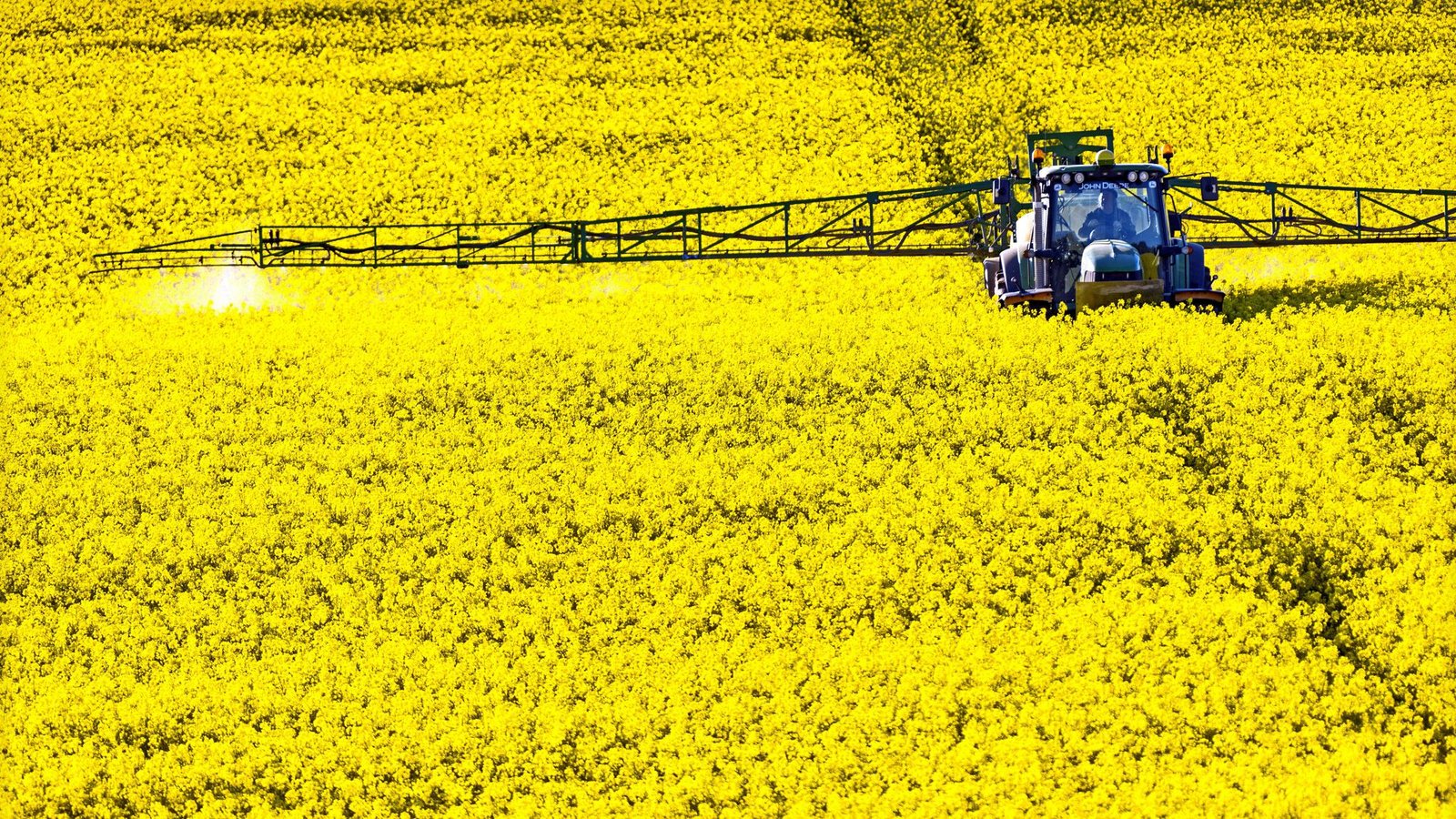 Auch im Raps wird gespritzt.Foto: imago images/Jens Koehler