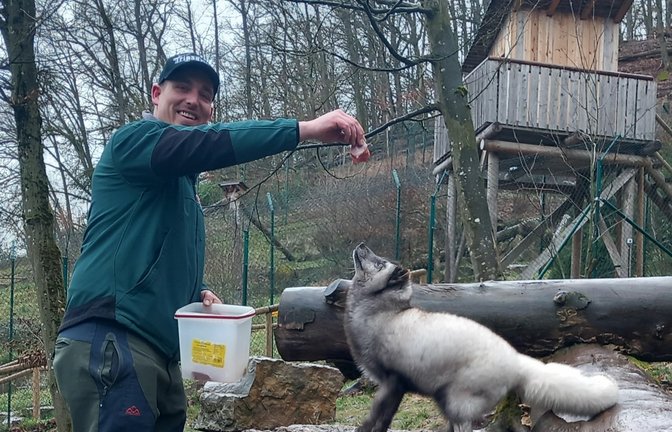 Der junge Polarfuchs frisst Benedict Stirblies aus der Hand.  <span class='image-autor'>Foto: Glemser</span>