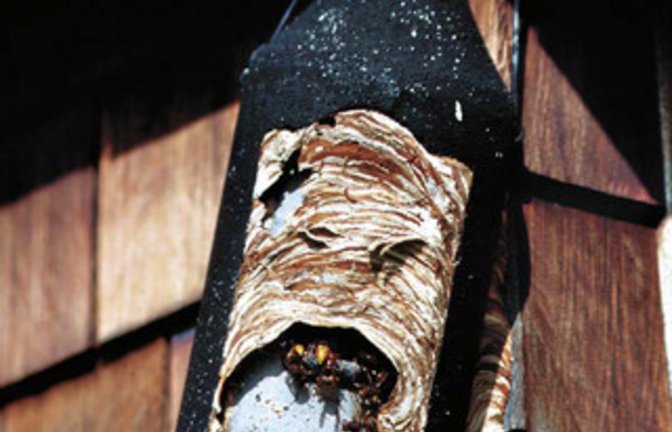 Mitbewohner im Fledermauskasten. Foto: Rösler