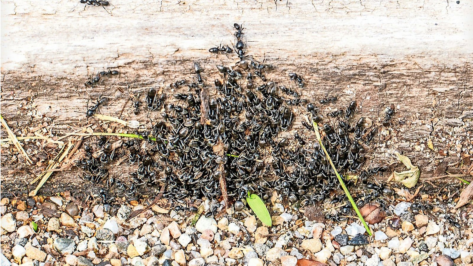 Millionenfach sind die Ameisen in Kehl unterwegs.Foto: Stadt Kehl/Kehl Millionenfach sind die Ameisen in Kehl unterwegs.Foto: Stadt Kehl/Kehl