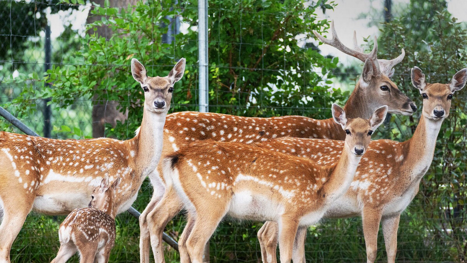 Bei den Damhirschen in der Wilhelma gibt es Nachwuchs.Foto: Wilhelma Bei den Damhirschen in der Wilhelma gibt es Nachwuchs.Foto: Wilhelma