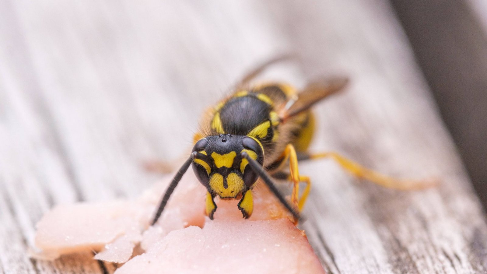 Die Arbeiterinnen haben die kürzeste Lebenserwartung aller Wespen.Foto: Imago