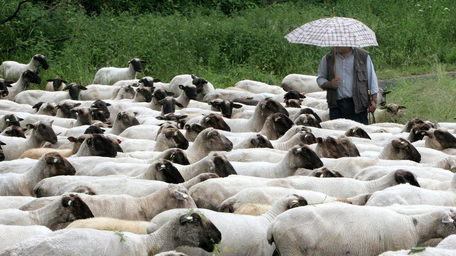 Die Schafskälte bringt ungemütliche Bedingungen.Foto: dpa Die Schafskälte bringt ungemütliche Bedingungen.Foto: dpa