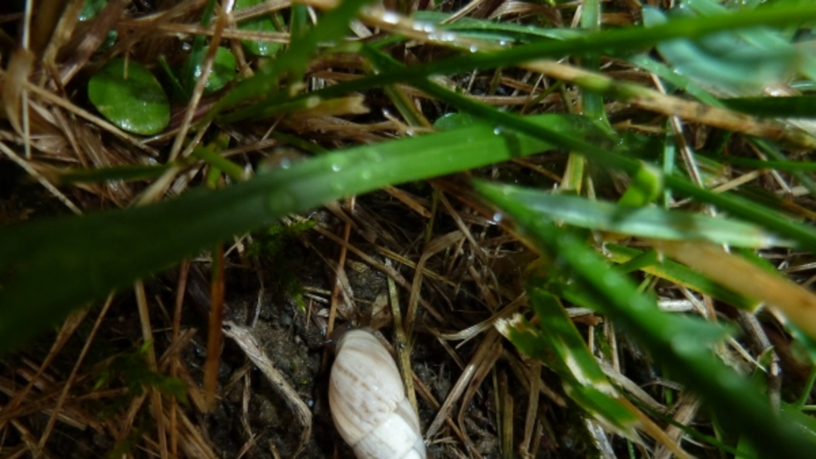 Eine Auricher Märzenschnecke. Foto: Rücker