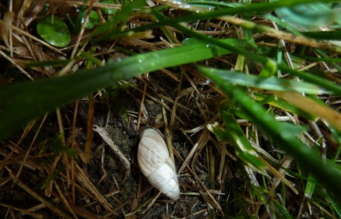 Eine Auricher Märzenschnecke. Foto: Rücker