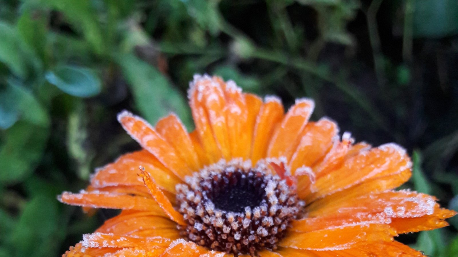 Noch hat die Ringelblume die Kälte neulich Nacht gut überstanden.  Foto: Rücker