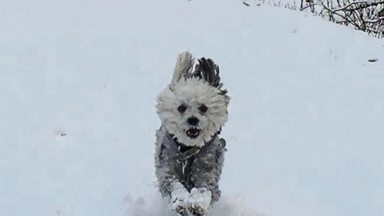 Schneelöwe? Schneehase? Nein: Ensinger Schneehündchen Donna.  Foto: Hellmich