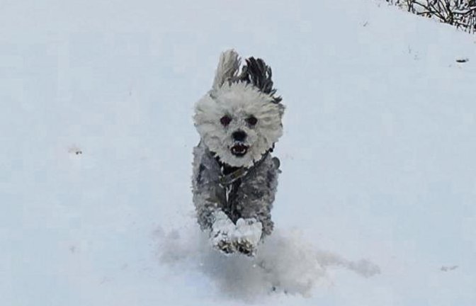 Schneelöwe? Schneehase? Nein: Ensinger Schneehündchen Donna.  Foto: Hellmich