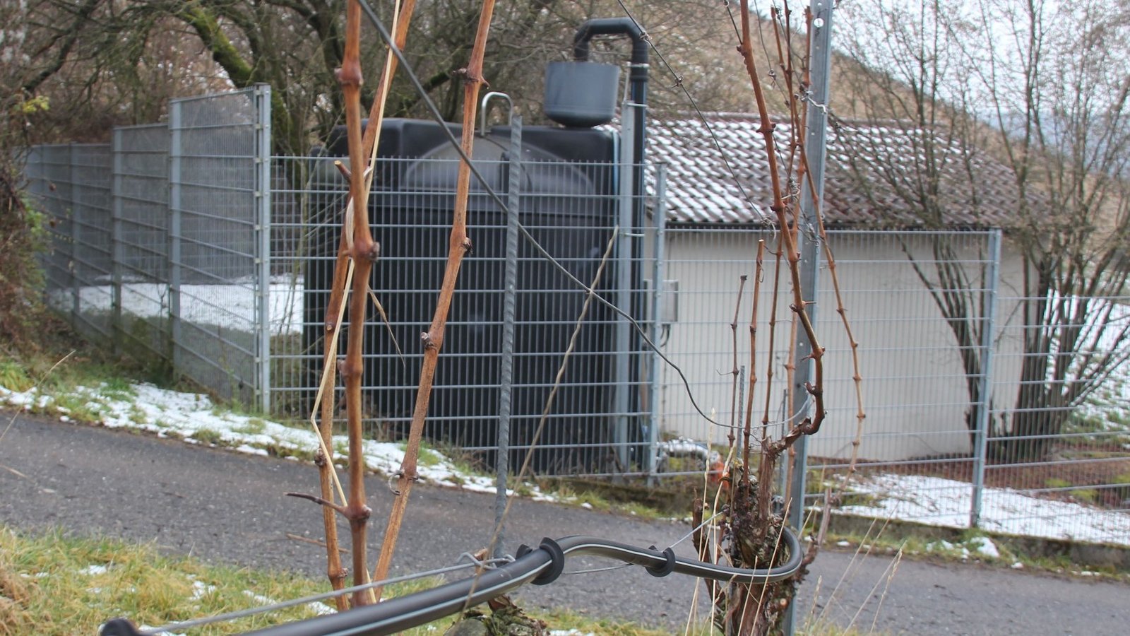 Rieselleitungen entlang der Reben am Gündelbacher Wachtkopf: Das Wasser aus dem Brunnen im Tal wird bis zu dem schwarzen Behälter (hinten) gepumpt und von dort aus verteilt. Foto: Rieger