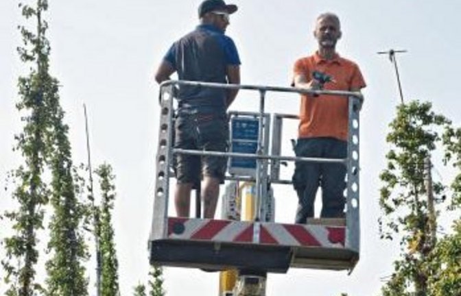 Torsten Schmid (re.) und Daniel Marz schneiden vom Hubsteiger aus die Hopfenpflanze.