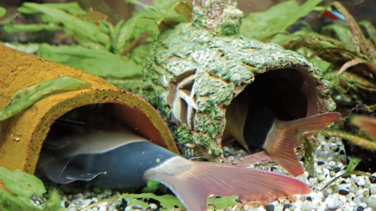 Nach anfänglichem Tumult unter den Prachtschmerlen im Aquarium des Bastelladens am Vaihinger Marktplatz (wir haben berichtet) ist nun Frieden eingekehrt. Der kleinere Fisch namens Wolfi hat seine Röhre bezogen und so konnte sich Schmerli (links) gestern ganz entspannt dem Müßiggang hingeben. Foto: Rücker Nach anfänglichem Tumult unter den Prachtschmerlen im Aquarium des Bastelladens am Vaihinger Marktplatz (wir haben berichtet) ist nun Frieden eingekehrt. Der kleinere Fisch namens Wolfi hat seine Röhre bezogen und so konnte sich Schmerli (links) gestern ganz entspannt dem Müßiggang hingeben. Foto: Rücker