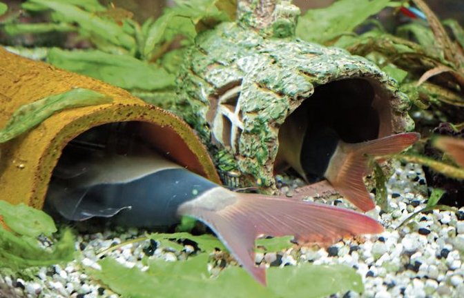 Nach anfänglichem Tumult unter den Prachtschmerlen im Aquarium des Bastelladens am Vaihinger Marktplatz (wir haben berichtet) ist nun Frieden eingekehrt. Der kleinere Fisch namens Wolfi hat seine Röhre bezogen und so konnte sich Schmerli (links) gestern ganz entspannt dem Müßiggang hingeben.  Foto: Rücker