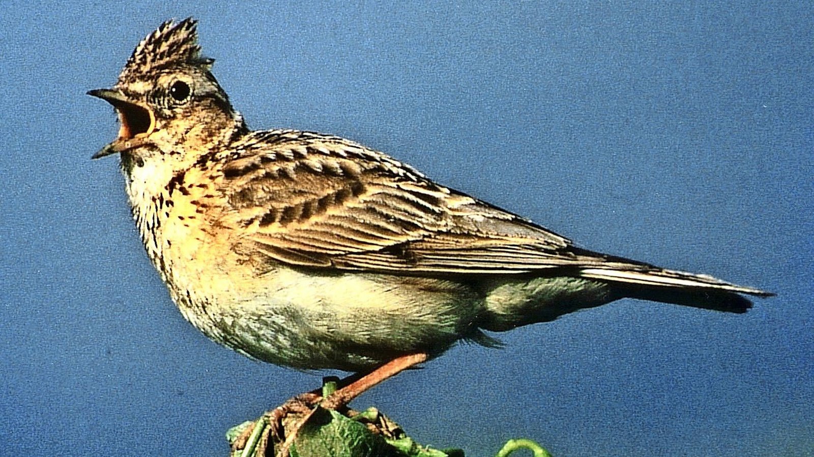 Feldlerche (Alauda arvensis).Foto: dpa Feldlerche (Alauda arvensis).Foto: dpa