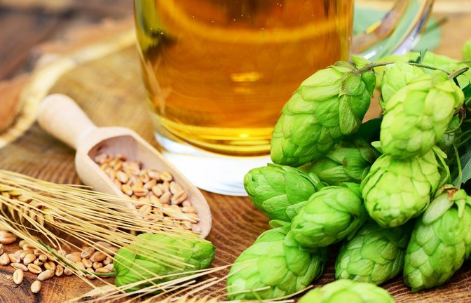 Hopfen ist eine wichtige Bierzutat.<span class='image-autor'>Foto: Printemps/ stock.adobe.com</span>