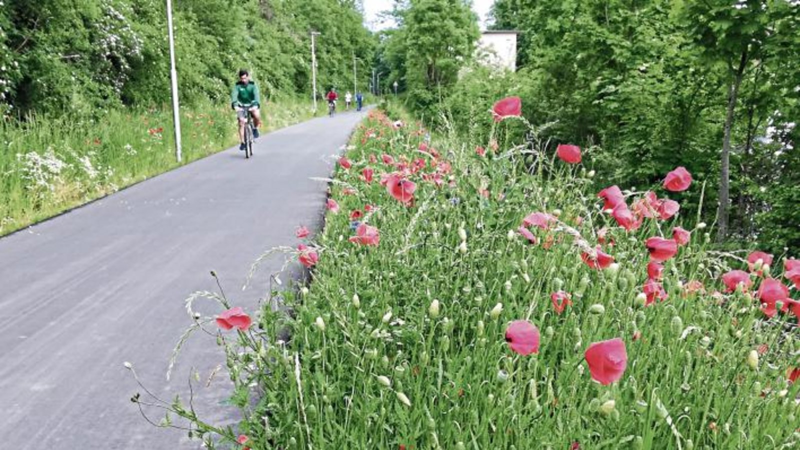 Was aus Schotter alles sprießen kann: prächtige, farbenfrohe Wildblumen am Vaihinger Radweg.  Foto: Arning
