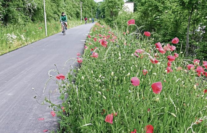Was aus Schotter alles sprießen kann: prächtige, farbenfrohe Wildblumen am Vaihinger Radweg.  Foto: Arning