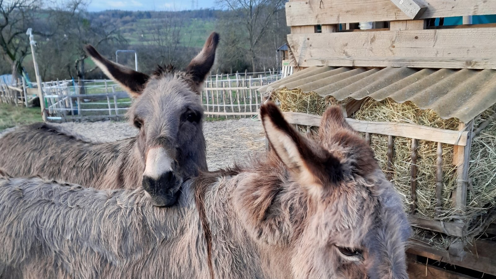eselführung maulbronn foto susanne michel ssg