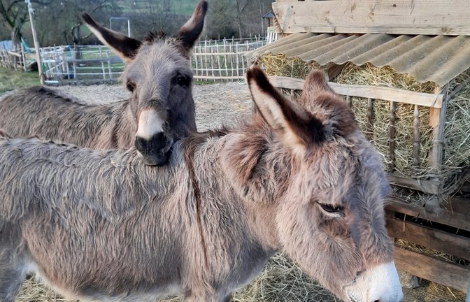 eselführung maulbronn foto susanne michel ssg