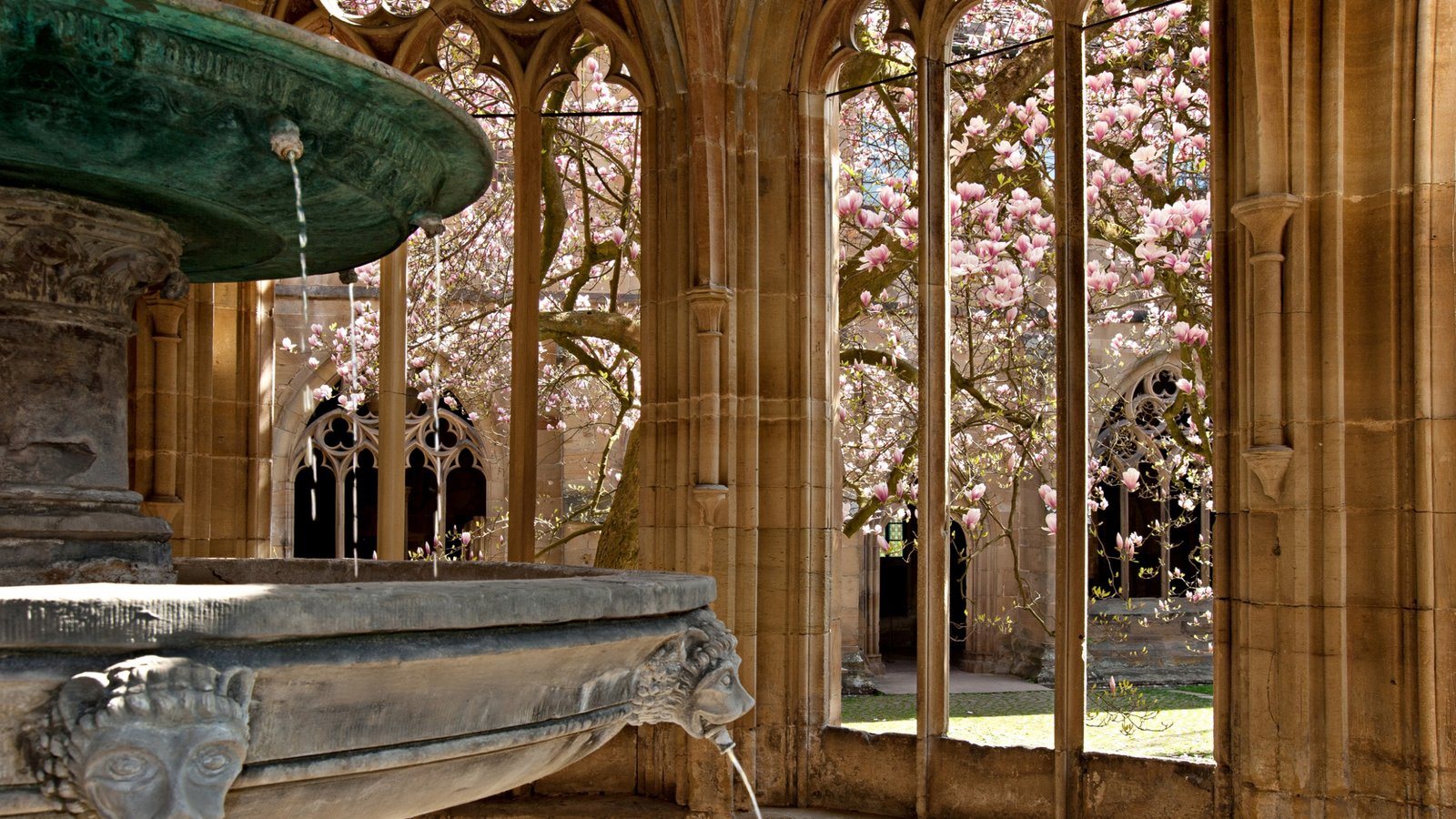 Kloster Maulbronn Magnolie Blüten Frühling Blühbarometer Kreuzgang Foto: SSG