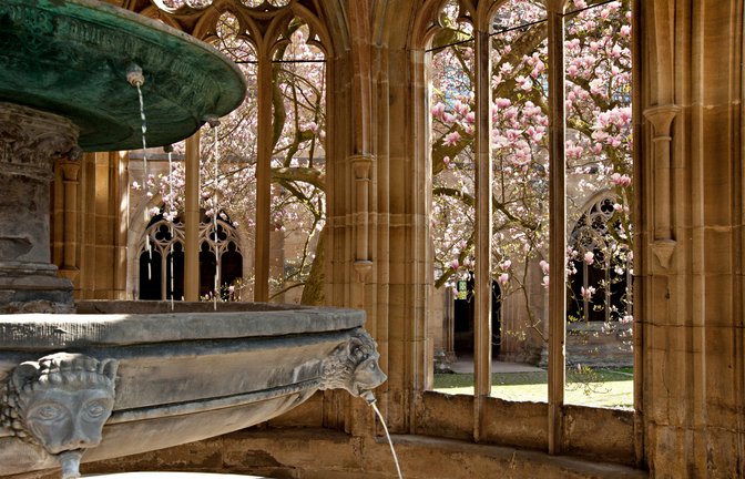 Kloster Maulbronn Magnolie Blüten Frühling Blühbarometer Kreuzgang Foto: SSG