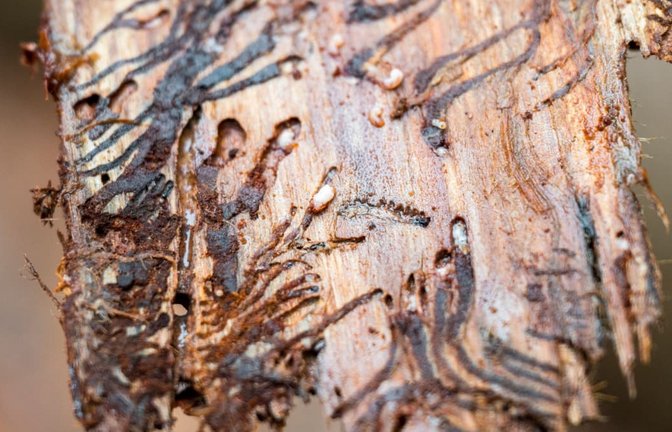 Der Borkenkäfer vermehrt sich unter der Rinde, später fressen sich die Larven aus den Gängen heraus und zerstören dabei das für den Baum lebenswichtige Bastgewebe.<span class='image-autor'>Daniel Vogl/dpa</span>