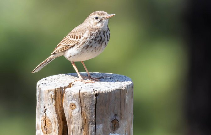 Ein Kanarienvogel wurde ausgesetzt (Symbolbild).<span class='image-autor'>Foto: IMAGO/Zoonar/IMAGO/Zoonar.com/Sebastian Czech</span>