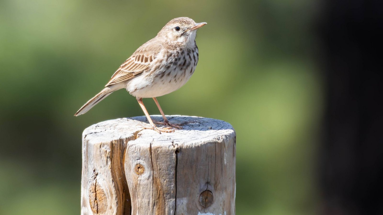 Ein Kanarienvogel wurde ausgesetzt (Symbolbild).Foto: IMAGO/Zoonar/IMAGO/Zoonar.com/Sebastian Czech Ein Kanarienvogel wurde ausgesetzt (Symbolbild).Foto: IMAGO/Zoonar/IMAGO/Zoonar.com/Sebastian Czech