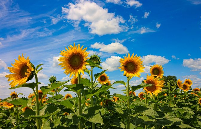 Endlich Besserung! Erfahren Sie, wann sich das Wetter in Deutschland wieder verbessert und welche Temperaturen erwartet werden.<span class='image-autor'>Foto: Karen Bahr / Shutterstock.com</span>