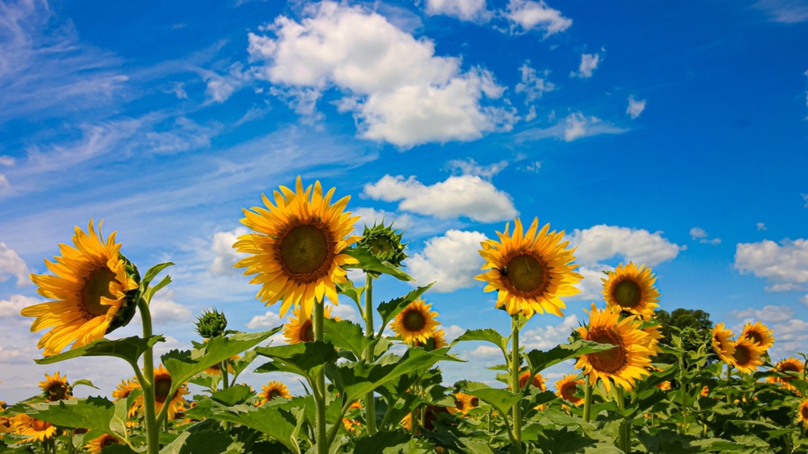 Endlich Besserung! Erfahren Sie, wann sich das Wetter in Deutschland wieder verbessert und welche Temperaturen erwartet werden.Foto: Karen Bahr / Shutterstock.com