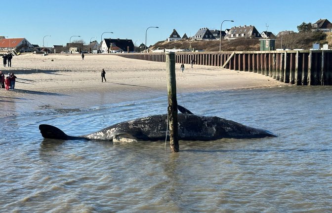 Es wird wegen Explosionsgefahr davor gewarnt, sich dem Tier zu nähern.<span class='image-autor'>Foto: Daniel Friederichs/dpa</span>