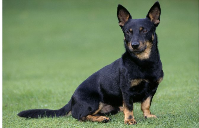 Lancashire Heeler haben laut einer neuen  Studie mit 15,4 Jahren im Median eine der höchsten Lebenserwartungen unter Hunden.<span class='image-autor'>Foto: Imago/Ardea</span>