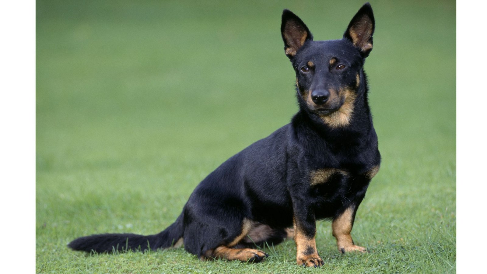 Lancashire Heeler haben laut einer neuen Studie mit 15,4 Jahren im Median eine der höchsten Lebenserwartungen unter Hunden.Foto: Imago/Ardea Lancashire Heeler haben laut einer neuen Studie mit 15,4 Jahren im Median eine der höchsten Lebenserwartungen unter Hunden.Foto: Imago/Ardea