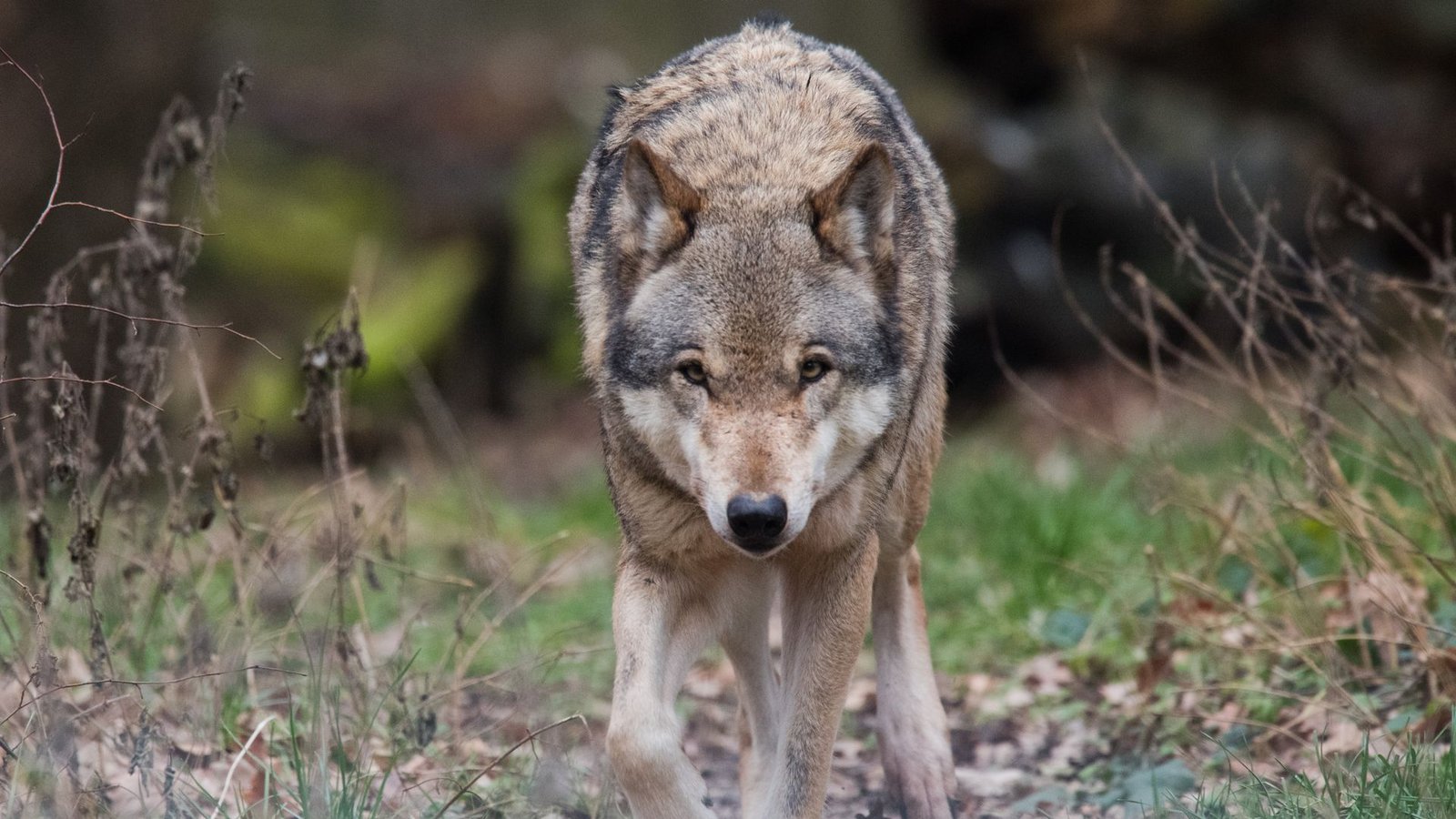 Eine Frau ist in Hamburg von einem Wolf gebissen und verletzt worden. (Symbolbild)Foto: Julian Stratenschulte/dpa Eine Frau ist in Hamburg von einem Wolf gebissen und verletzt worden. (Symbolbild)Foto: Julian Stratenschulte/dpa