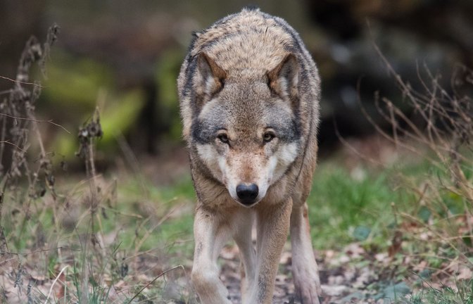 Eine Frau ist in Hamburg von einem Wolf gebissen und verletzt worden. (Symbolbild)<span class='image-autor'>Foto: Julian Stratenschulte/dpa</span>