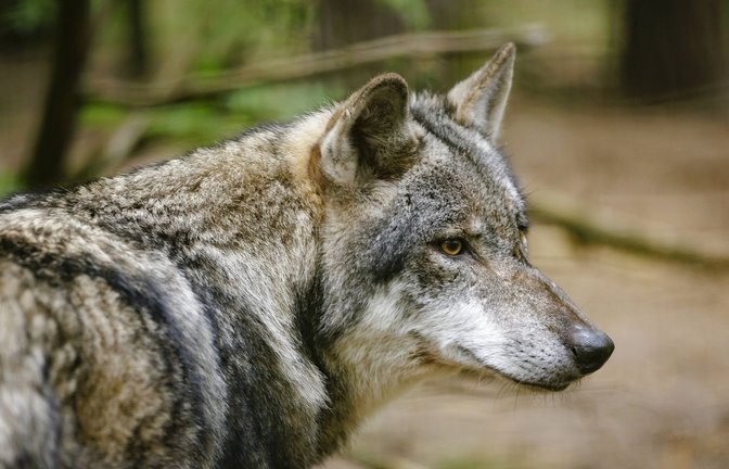 Wölfe sollten Menschen normalerweise aus dem Weg gehen.<span class='image-autor'>Foto: IMAGO/</span>