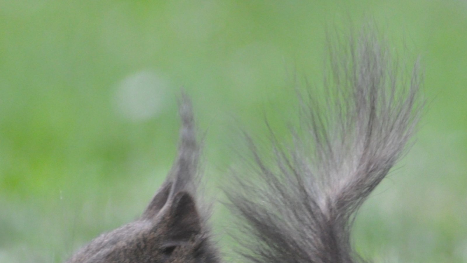 Das Leben der Eichhörnchen wird in dem Vortrag beleuchtet. Foto: Stefan Bosch Das Leben der Eichhörnchen wird in dem Vortrag beleuchtet. Foto: Stefan Bosch