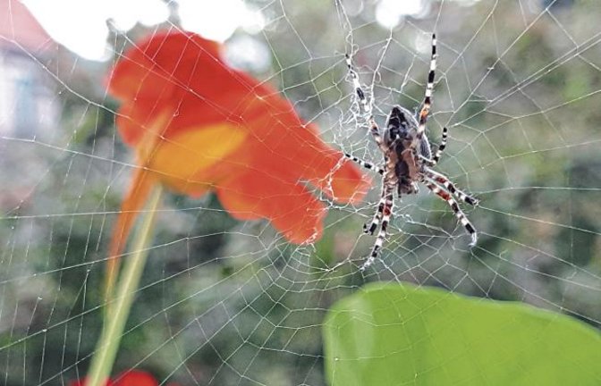 Seit Tagen schon hängt diese enorme Spinne im Netz neben der Kapuzinerkresse unserer Leserin Gudrun Kraft-von Hausen und lauert auf Beute.