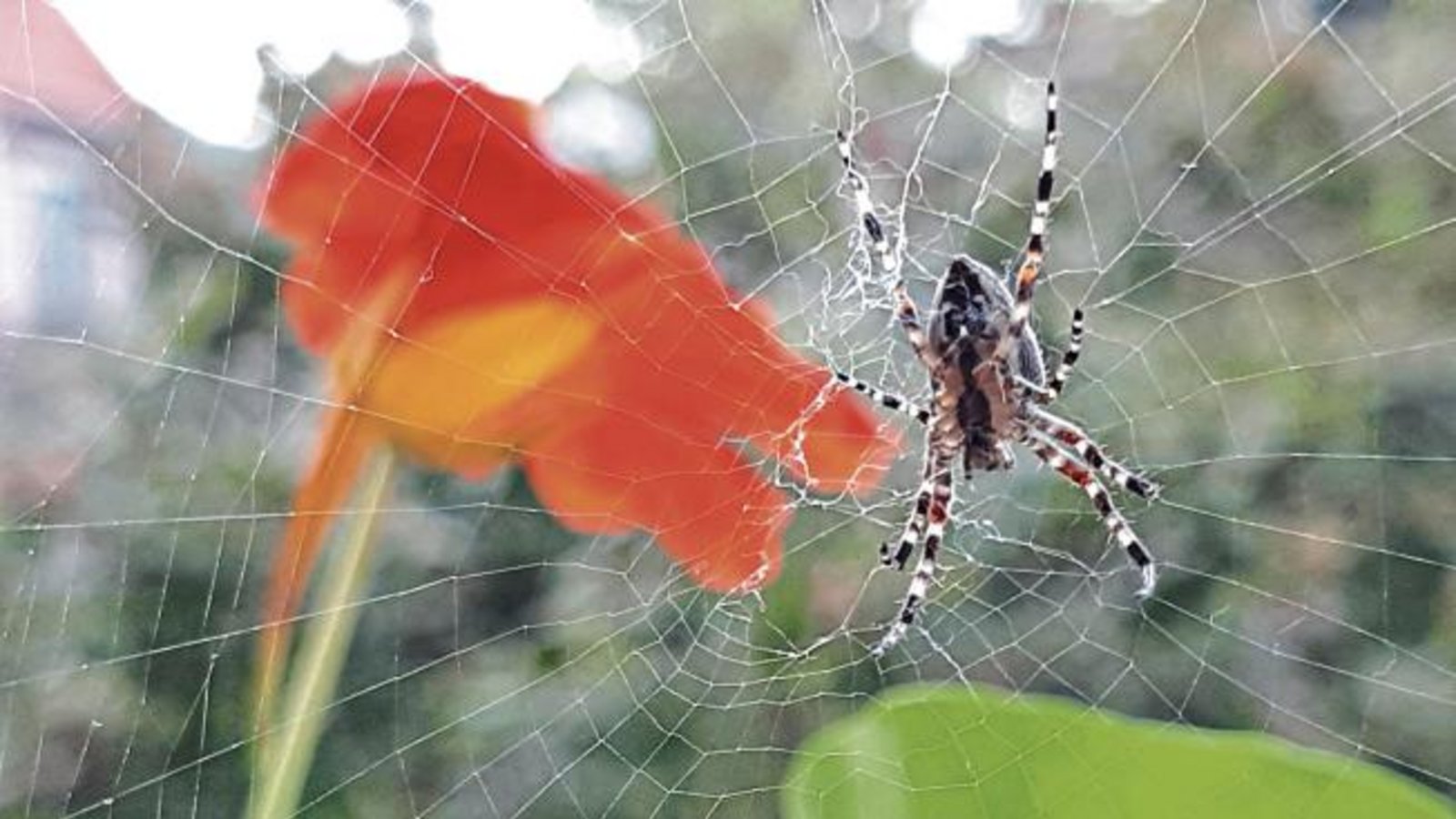 Seit Tagen schon hängt diese enorme Spinne im Netz neben der Kapuzinerkresse unserer Leserin Gudrun Kraft-von Hausen und lauert auf Beute. Seit Tagen schon hängt diese enorme Spinne im Netz neben der Kapuzinerkresse unserer Leserin Gudrun Kraft-von Hausen und lauert auf Beute.