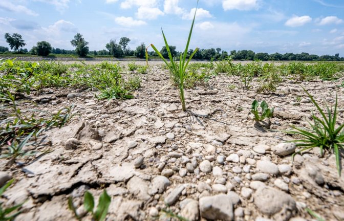 ARCHIV - 15.07.2026, Bayern, Mariaposching: Ausgetrocknet ist eine Sandbank beim bayerischen Mariaposchin an der Niedrigwasser führenden Donau.<span class='image-autor'>Armin Weigel/dpa</span>